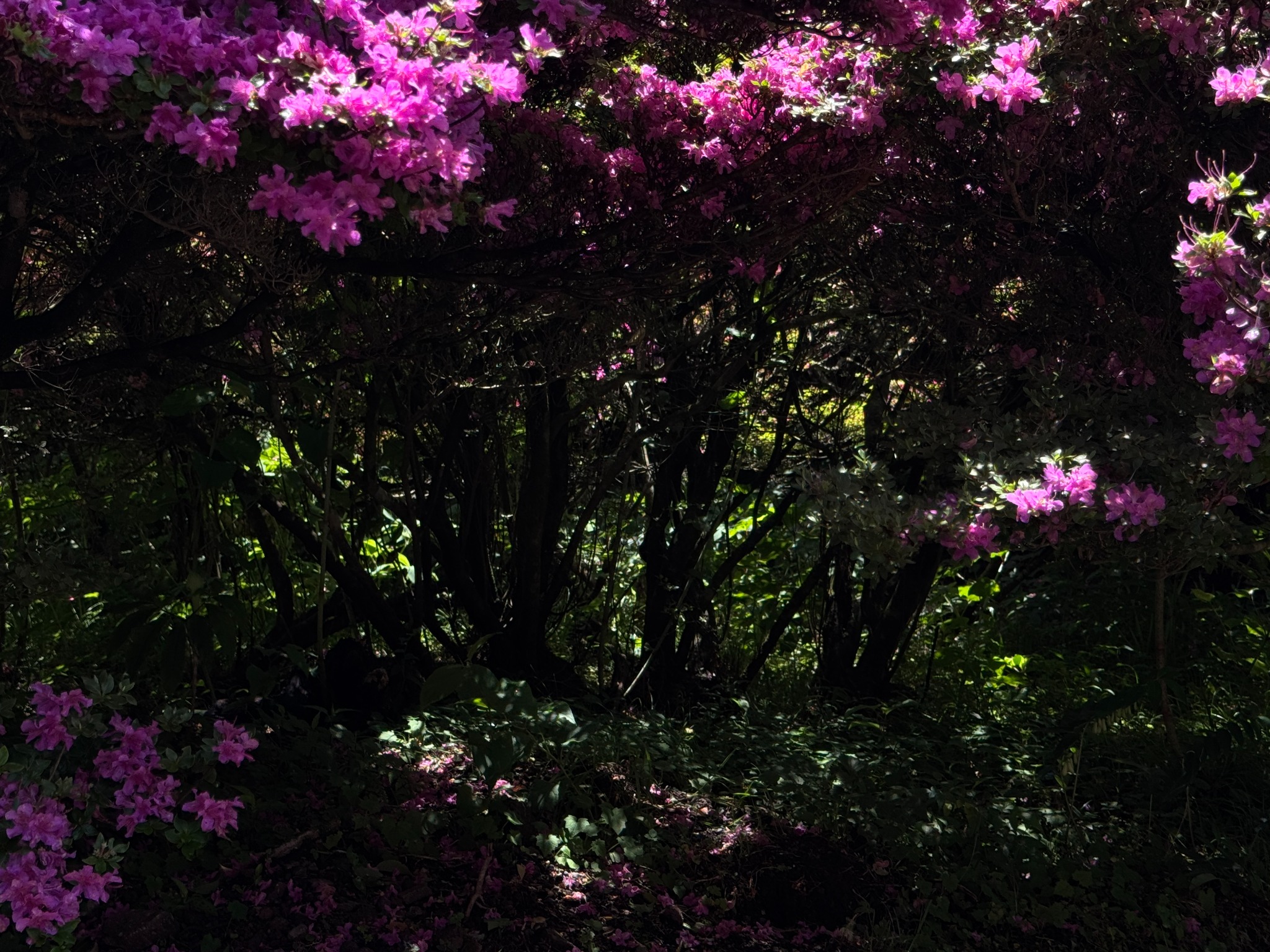 暗い木陰を縁取る紫の花