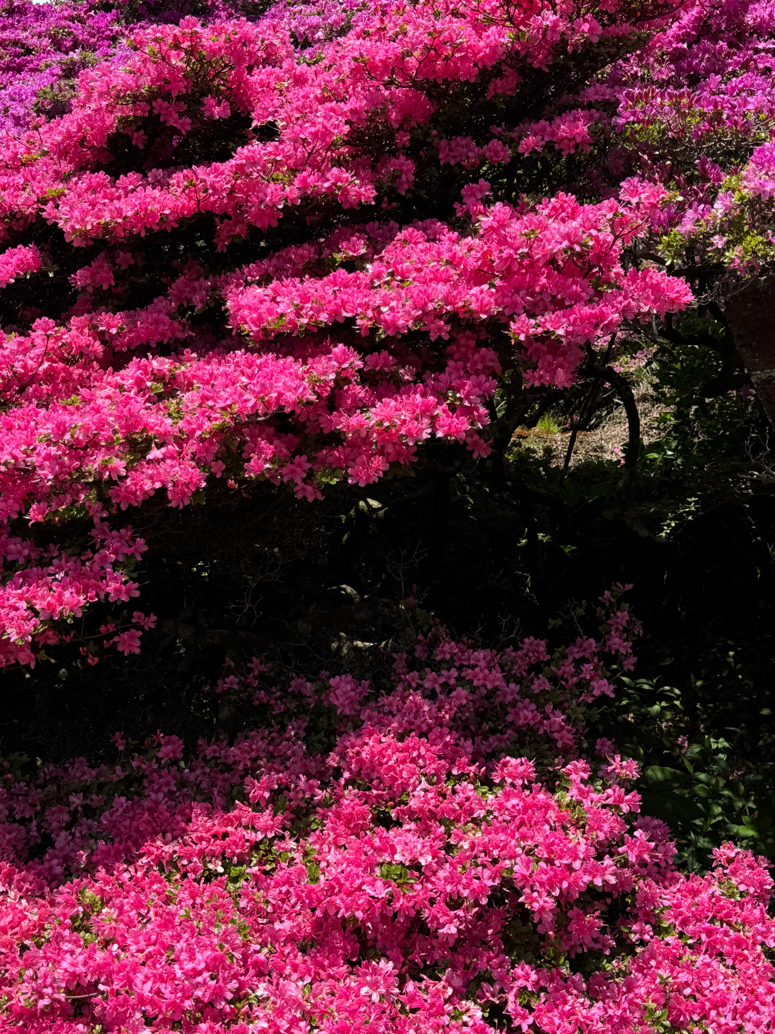 光と影が重なる鮮烈なピンクの花